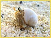 Hermit Crab Paguroidea Pictures