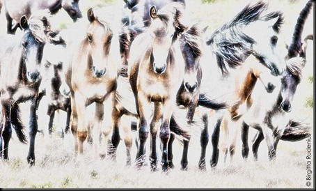 pm_20110625_horses1