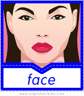 English flashcard, body vocabulary, face