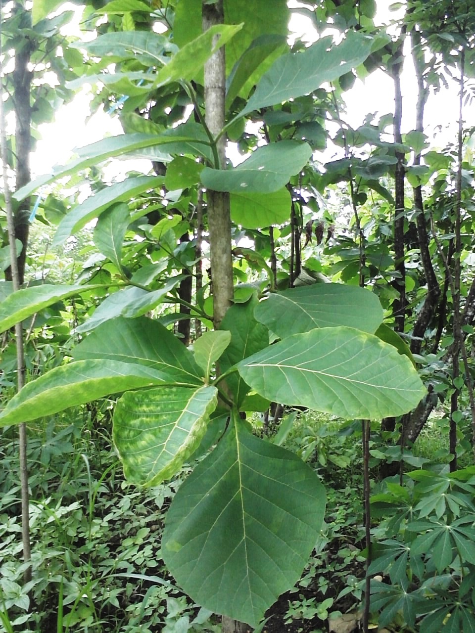 KAYU JATI POHON JATI KEBUN JATI Pohon Jati harus 