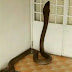 डरावनाः घर में घुसा विशाल किंग कोबरा वीडियो हुआ वायरल 