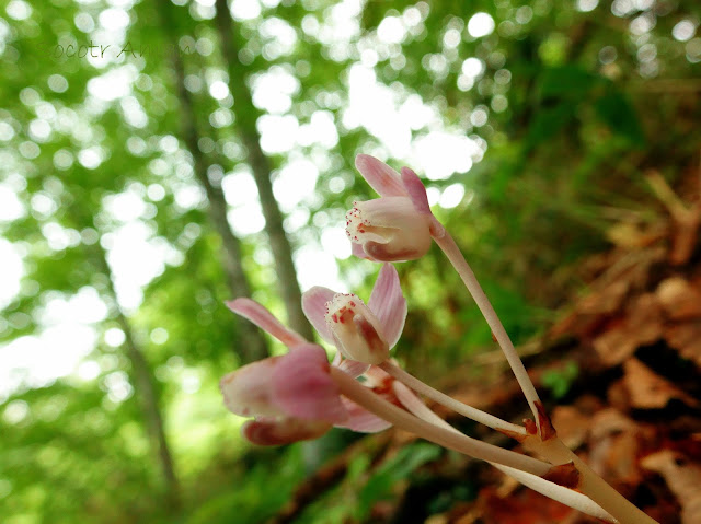 Yoania japonica