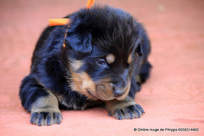 élevage de beauceron et chiot Ombre rouge de Phrygie 40120 bélis