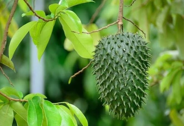 Manfaat Buah Sirsak untuk Kesuburan