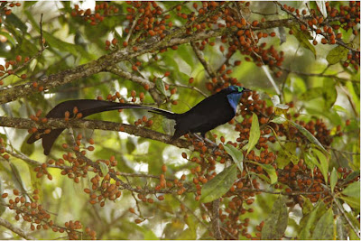 Birds of Paradise