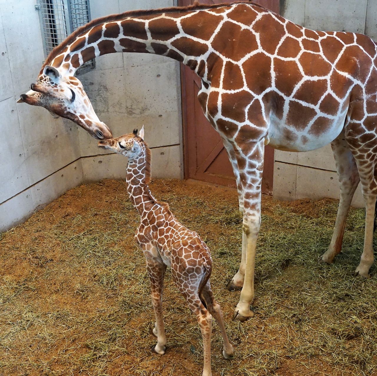 福岡市動物園ブログ 福岡市動物園に待望のキリンの赤ちゃん誕生