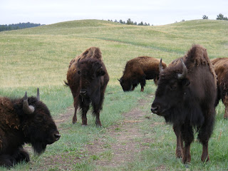 Buffalo in South Dakota