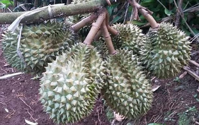 Jenis Durian Yang Cocok di Dataran Rendah