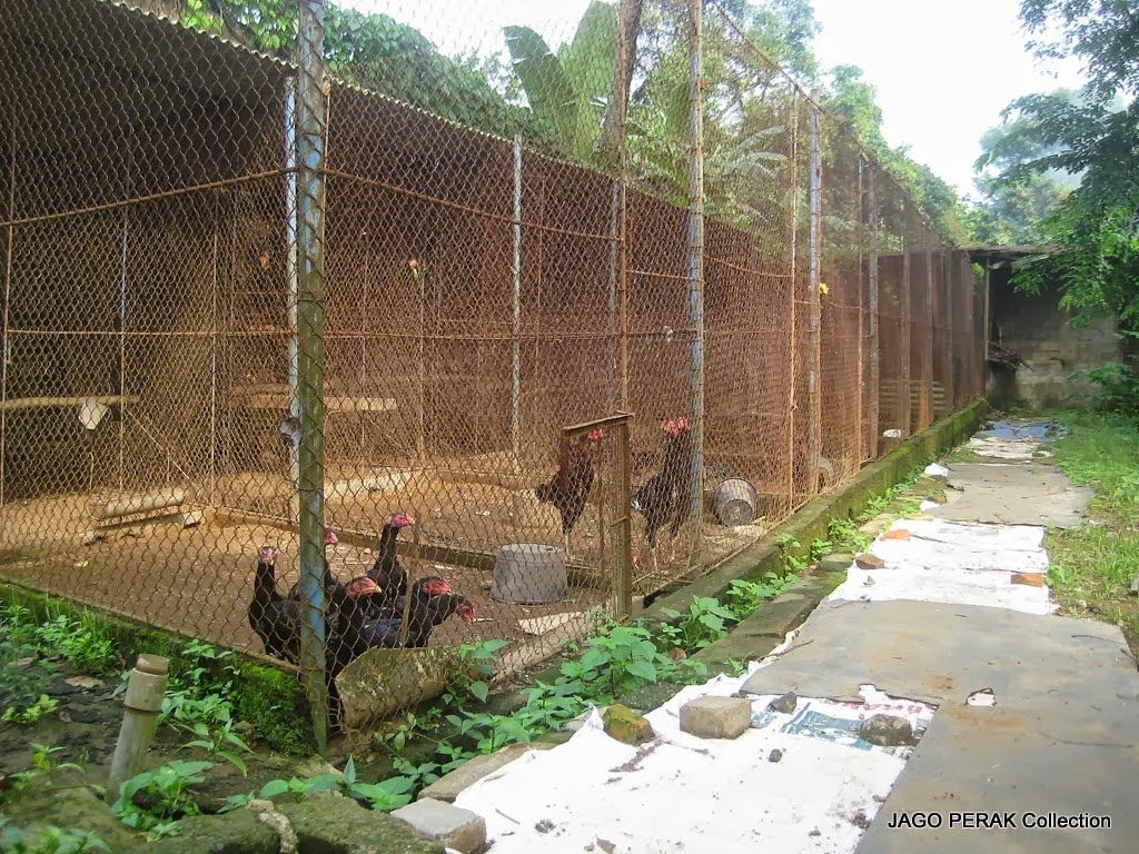 Kandang Ayam  Bangkok yang Sehat Ayam  Bangkok Asli 