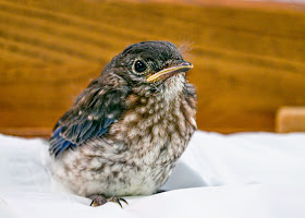 Rescued male Eastern Bluebird nestling age 15 to 16 days