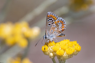 mariposa-morena-aricia-cramera-
