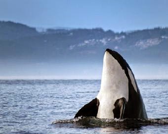 Buy Nature Stock Photography   Nature, Wildlife & Travel Photographer
