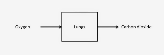 An arrow flows from "Oxygen" to "Lungs"; another arrow flows from "Lungs" to "Carbon Dioxide"