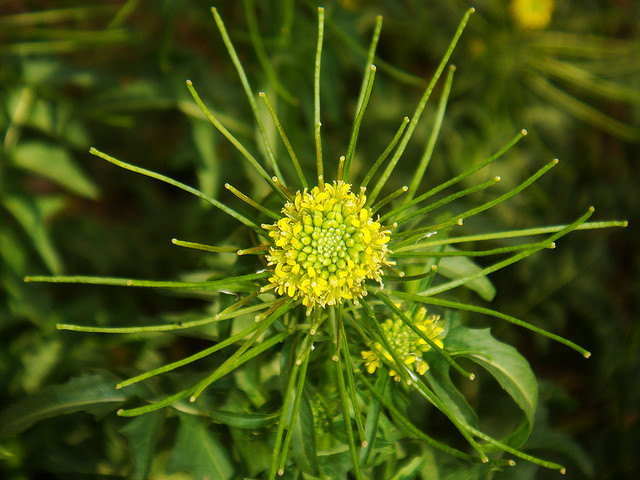 Garden Flowers