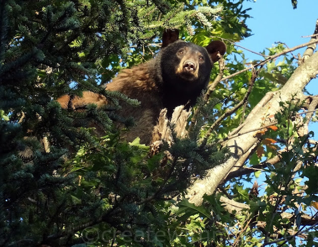 parc omega