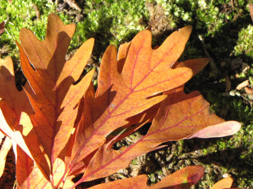 oak leaves