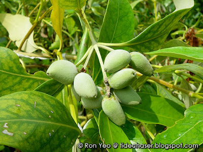 Api-api Ludat (Avicennia marina)