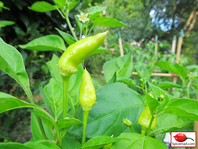 Aji Crystal - 12th July 2023