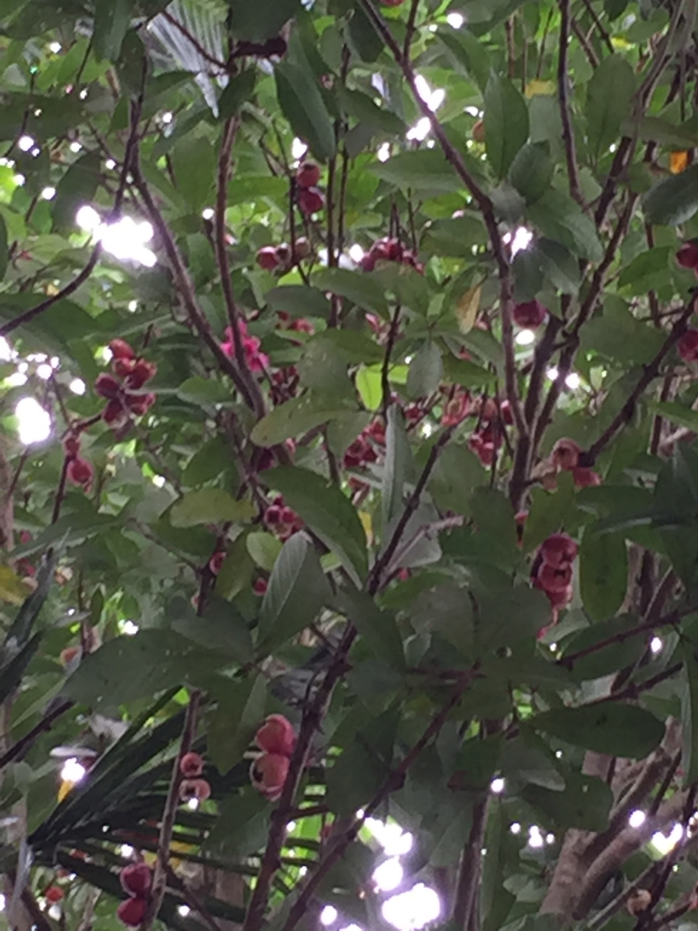 bunga pink, bunga pokok jambu, jambu botol, suasana cantik, balik kampung