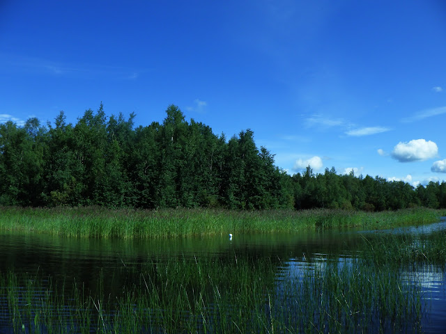 Kaislikkoinen matala lahti, metsää