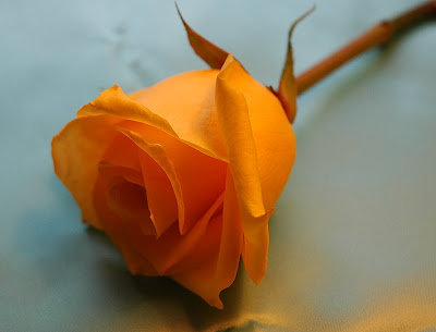 [Image: mawar+oranye.jpg]