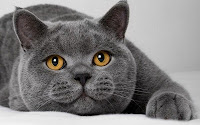 10 Cat Species Have Most Expensive and Fantastic Prices, British Shorthair, Scottish Fold, Sphynx, Russian Blue, Peterbald, Persian, Allerca Hypollergenic Cat, Bengal, Savannah, Asherah