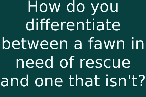 How do you differentiate between a fawn in need of rescue and one that isn't?