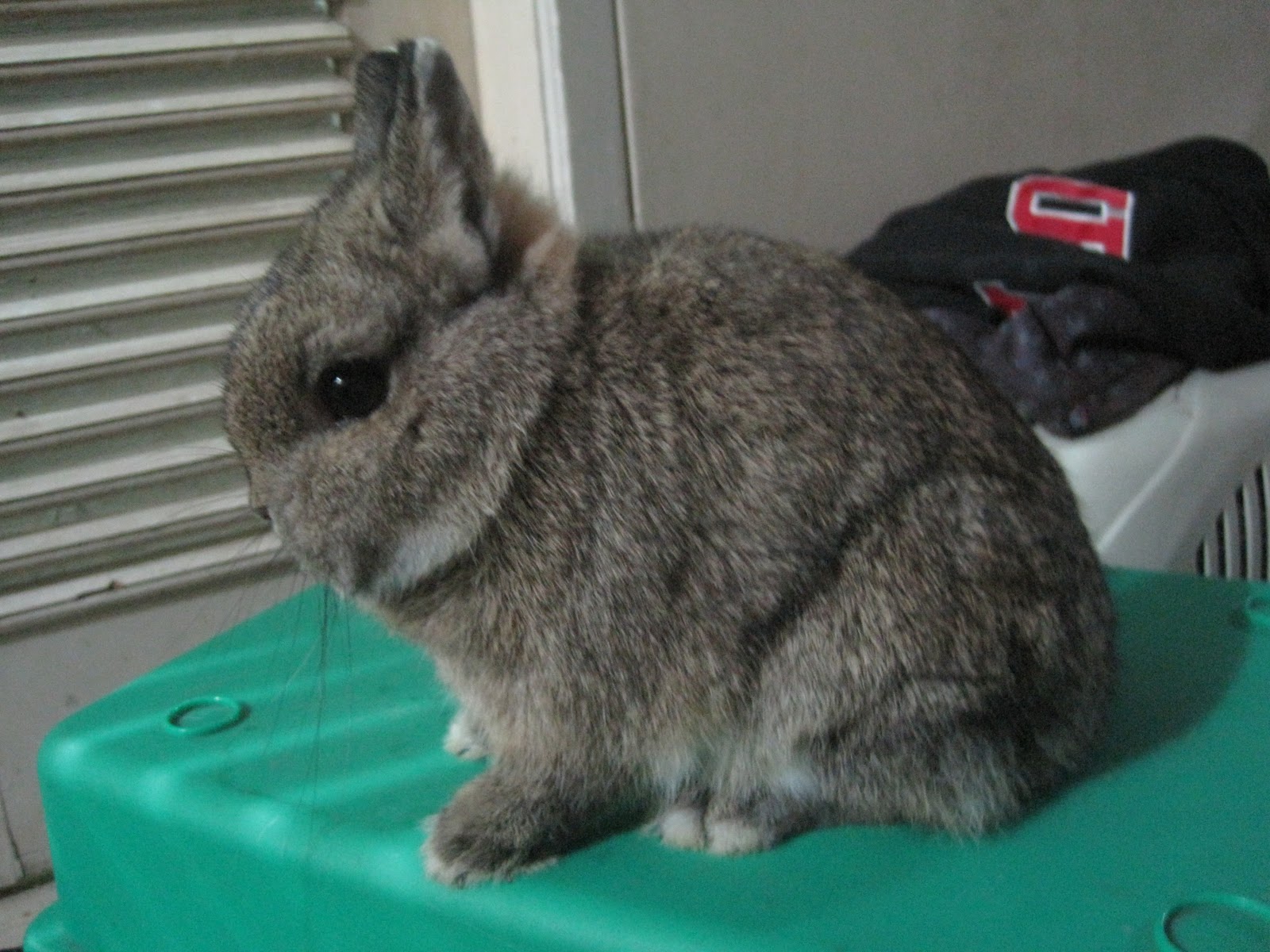  Netherland  Dwarf  Rabbit Jakarta NDRJ Netherland  Dwarf  