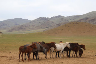 Horses congregate near a deer stone site in Bayankhongor, in central Mongolia's Khangai mountains. (c) William Taylor