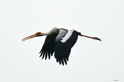 Painted Stork