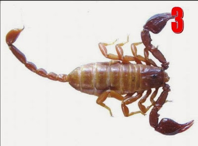 عقرب,تركيا,سام,جديد,2013,عقيرباء,Euscorpius lycius