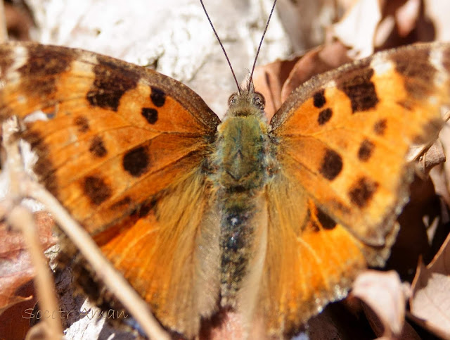 Polygonia c-aureum