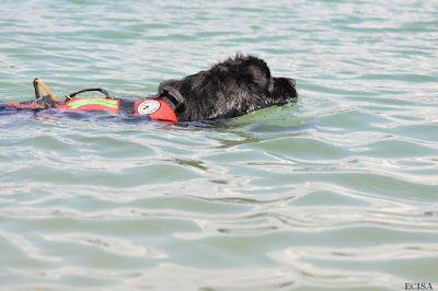 Chien sauvetage aquatique Jura Terre-Neuve Django sauvetege à l'eau départ pour récupérer le canoë photo prise dans le Jura à Vouglans 18/06/2017 par JD Amet