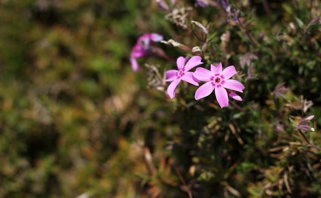 Phlox Subulata Flowers