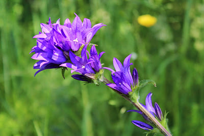 Kluwenklokje - Bondelklokje - Campanula glomerata