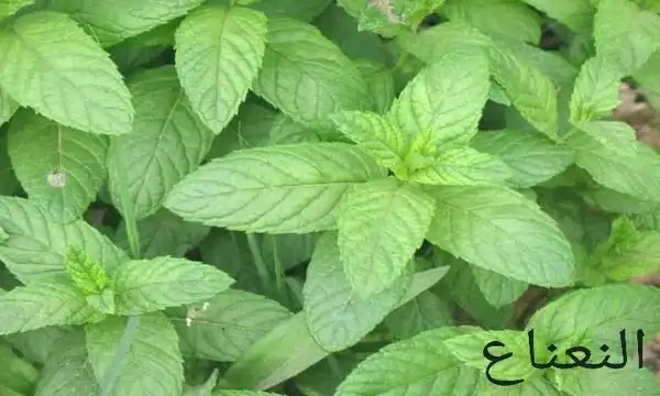 النعناع