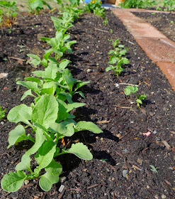 Radishes and Cilantro, using vegetables in an edible landscape