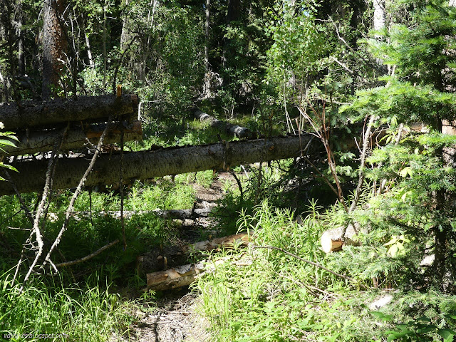 022: logs across the trail