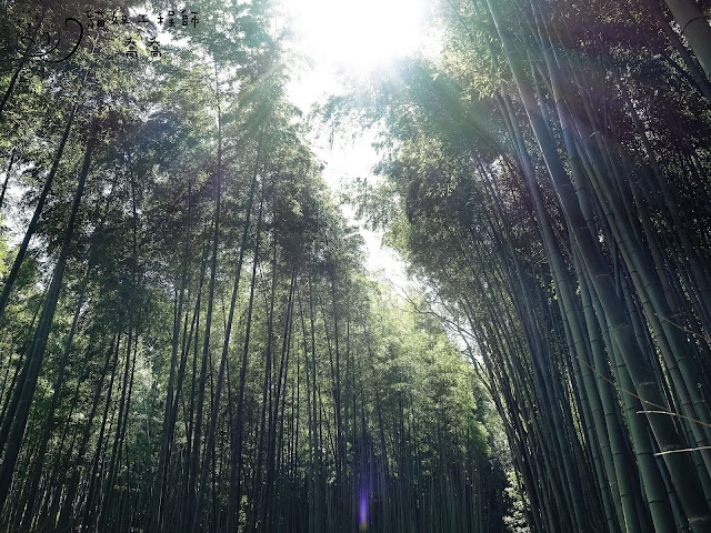 沖天高的竹林,從間隙才能透出天空