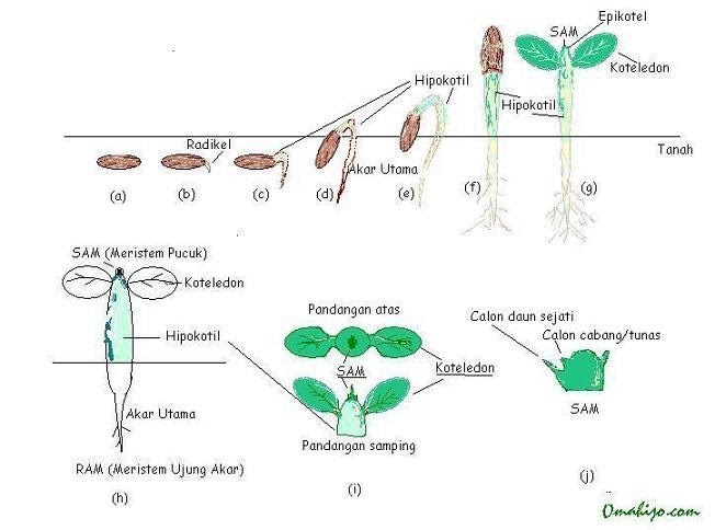 fitri oyex biologi