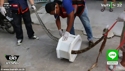 Snakes bites man in his toilet