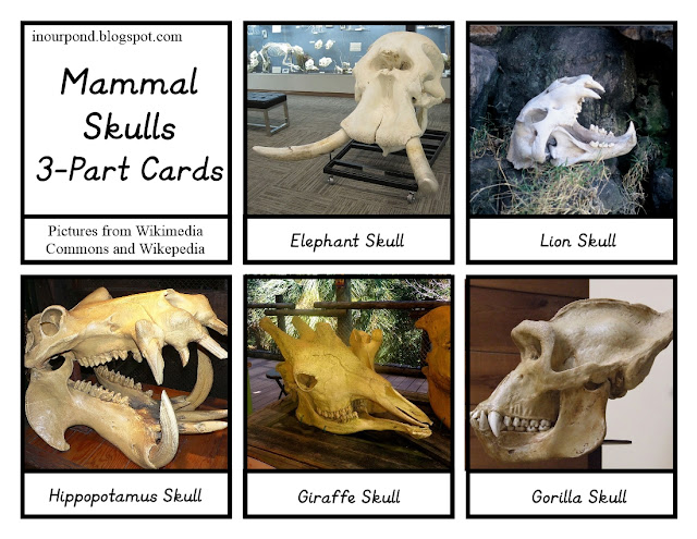 FREE 3-Part Cards for Safari Ltd Mammals Skulls from In Our Pond