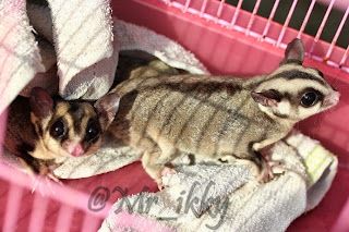 sugarglider murah, sugar glider, pet keren 