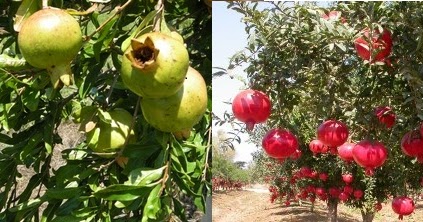 Aisyah Herbal: Khasiat Buah Delima | Manfaat Sari Kurma | Manfaat Minyak Zaitun bagi rambut ...