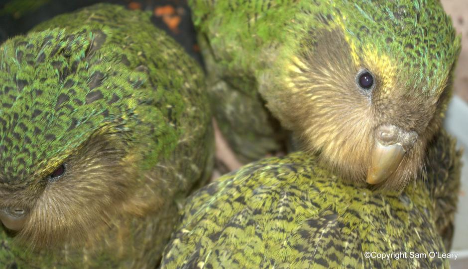 Let's Draw Endangered Species! : ): Kakapo