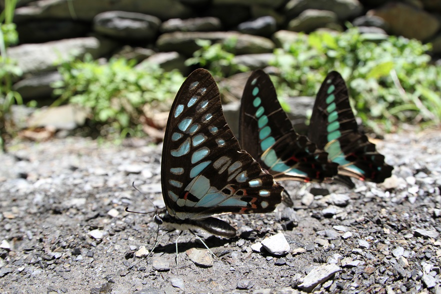 臺灣蝴蝶誌butterflies In Taiwan 木蘭青鳳蝶 青斑鳳蝶 Graphium Doson Postianus