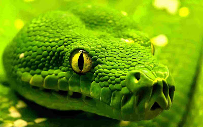 green snake image hd wallpaper 