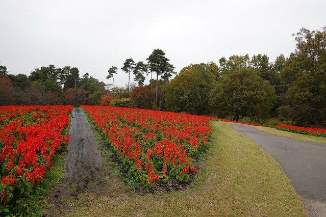 鳥取県西伯郡南部町鶴田　とっとり花回廊　花の丘