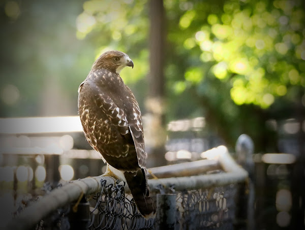 Fledgling red-tailed hawk relaxing on a fence