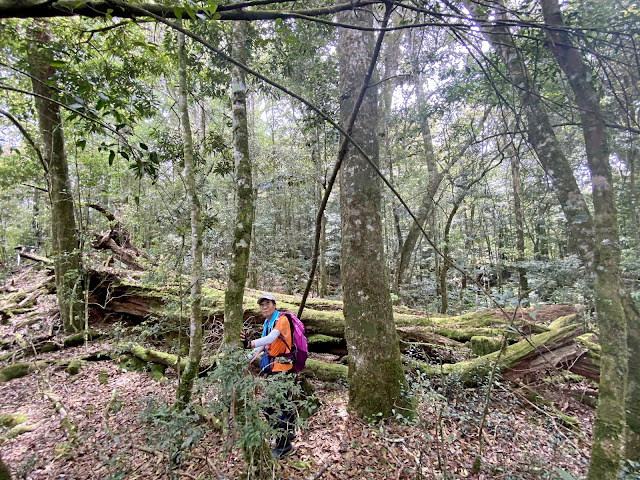 往百志興保山